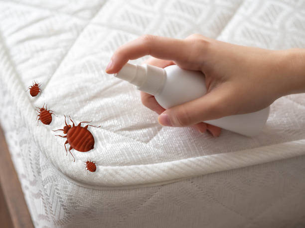 Best Wasp Removal Services  in Parsons, KS