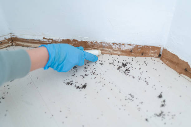 Best Rat Extermination Near Me  in Parsons, KS