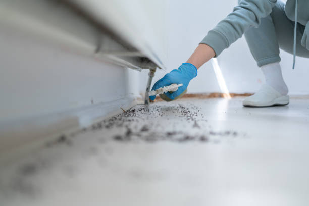 Best Local Pest Control Services  in Parsons, KS